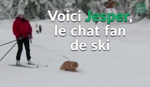 Voici Jesper, le chat norvégien passionné de ski