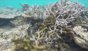 Ile Maurice: les coraux menacés par le réchauffement climatique
