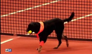 Le zapping du 04/03 : Des chiens ramasseur de balles dans un tournoi de Tennis