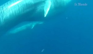 Un groupe de baleines rares observée au large de Madagascar