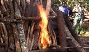 Le Malawi brûle 2,6 tonnes d'ivoire en provenance de Tanzanie