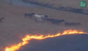 Des chevaux sauvages échappent à un incendie