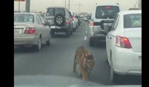 Un tigre en liberté sur une voie express de Doha au Qatar