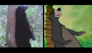 Ces ours se prennent pour Baloo