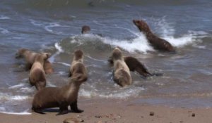 El Niño menace les phoques de Californie