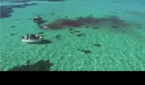 Australie: 70 requins-tigres dévorent une baleine à Shark Bay