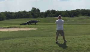 Etats-Unis : un monstrueux alligator apparaît sur un terrain de golf