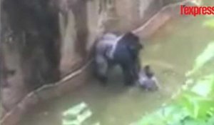 Après la mort du gorille au zoo de Cincinnati, des associations s'insurgent