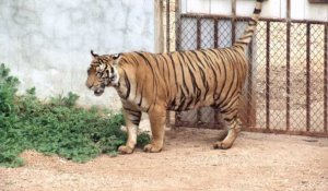 Thaïlande: les félins évacués du touristique "Temple aux tigres"