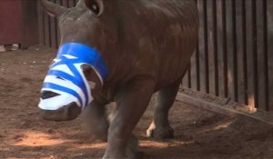Au chevet de Hope, le rhinocéros à la gueule cassée