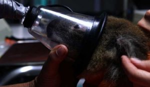 Australie: au chevet des koalas dans un hôpital pour marsupiaux