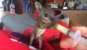 Ce bébé kangourou va vous faire craquer !