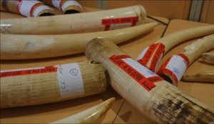 La douane française saisit 350 kg d'ivoire