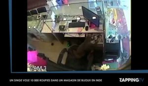 Un singe vole la caisse dans un magasin de bijoux en Inde (Vidéo)