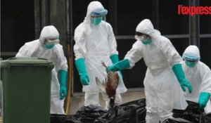 4500 poulets sont tués pour éviter la propagation du virus H7N9