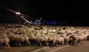 Espagne: invasion de mouton dans la petite ville d'Huesca