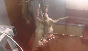 Un vidéo révèle des actes de cruauté dans deux abattoirs du sud de la France