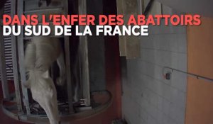 Des chevaux maltraités dans des abattoirs du sud de la France 