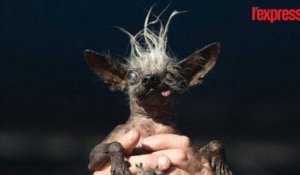Californie: voici le chien le plus moche du monde