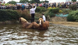 Pardon de  Restudo : La baignade des chevaux très prisée