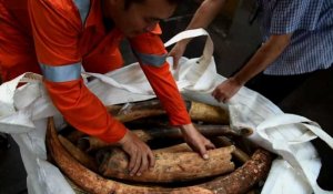Singapour détruit près de 8 tonnes d'ivoire illégal