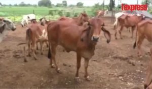 Inde: de l'or dans l'urine des vaches?