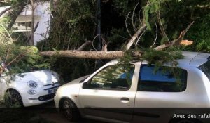 Un arbre tombé à Ajaccio à cause de la tempête Zeus