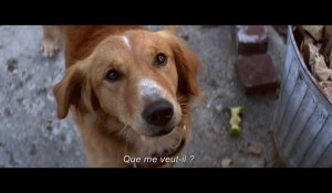 Bande-annonce VOST "Mes vies de chien"