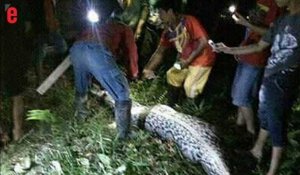 En Indonésie, un homme est retrouvé dans le ventre d'un python