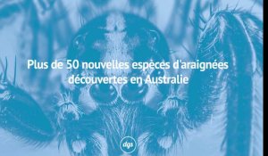Plus de 50 nouvelles espèces d'araignées découvertes en Australie