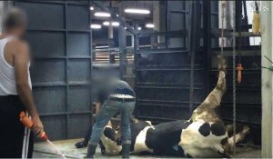 Nouvelle vidéo choc de L214 sur les abattoirs de bovins au Liban et en Turquie 