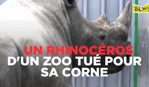 Un rhinocéros a été tué pour sa corne dans le zoo de Thoiry par des braconniers