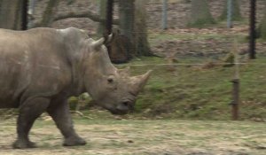 Thoiry: Un rhinocéros abattu pour sa corne