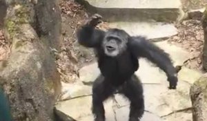 Un chimpanzé jette ses excréments sur les visiteurs et vise en plein dans le mille