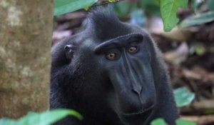 Chassé en Indonésie pour sa viande, le macaque noir en péril