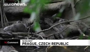 Naissance de sept loutres au zoo de Prague