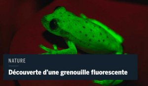 Une première grenouille fluorescente découverte en Argentine
