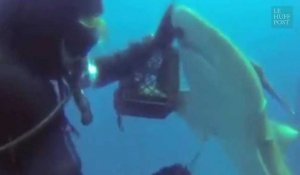 Ce plongeur a rendu un sacré service à un requin blessé