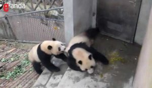 Chine: ces deux pandas ne sont pas d'humeur à jouer