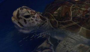 Tirelire, la tortue aux 915 pièces de monnaie, réapprend à nager