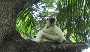 Un sanctuaire accueille les lémuriens de Madagascar menacés