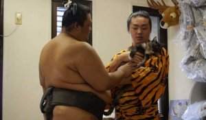 Insolite: le matou Moru, meilleur ami des sumos japonais
