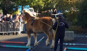 Le 1er championnat de Bretagne de maniabilité des chevaux bretons 