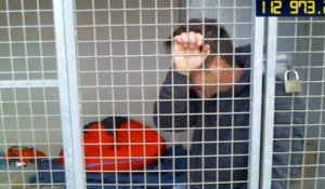 Enfermé dans une cage de la SPA, Rémi Gaillard fond en larmes