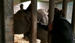 Carnet rose au Cerza : naissance d'un bébé rhinoceros