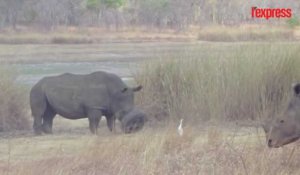 Au Zimbabwe, le sauvetage d'un rhinocéros aux prises avec un pneu