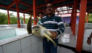 En Indonésie, un centre pour sauver les bébés tortues