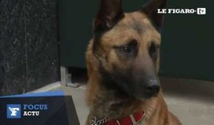 Une association américaine donne un chien policier au RAID