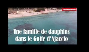Une famille de dauphins filmée par un drone dans le golfe d'Ajaccio