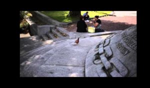 Vaillant, le pigeon à la flèche de sarbacane à Nantes